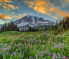 Stany Zjednoczone, Chmury, Drzewa, Stan Waszyngton, Góry, Stratowulkan Mount Rainier, Łąka, Kwiaty, Park Narodowy Mount Rainier, Łubin