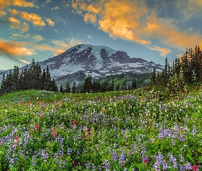 Stany Zjednoczone, Stratowulkan Mount Rainier, Łubin, Góry, Park Narodowy Mount Rainier, Kwiaty, Chmury, Drzewa, Stan Waszyngton, Łąka