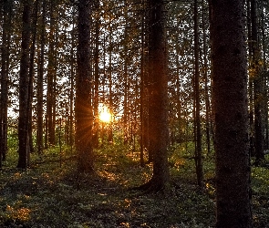 Las, Drzewa iglaste, Promienie słońca