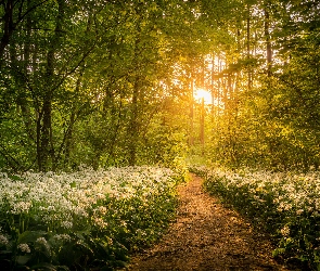 Kwiaty, Przebijające słońce, Drzewa, Czosnek niedźwiedzi, Ścieżka, Las, Roślinność