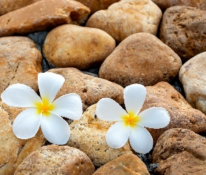 Dwa, Kamienie, Plumeria, Kwiaty
