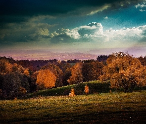 Łąka, Chmury, Drzew, Ciemne, Gąszcz