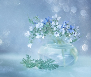 Iglica pospolita, Kwiaty, Niebieskie, Białe