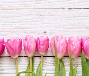 Różowe, Deski, Tulipany, Kwiaty