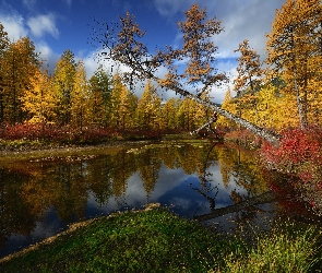Jesień, Odbicie, Drzewa, Chmury, Rzeka
