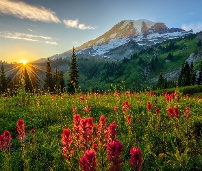 Stratowulkan Mount Rainier, Stan Waszyngton, Kwiaty, Stany Zjednoczone, Promienie słońca, Łąka, Góry, Park Narodowy Mount Rainier, Drzewa