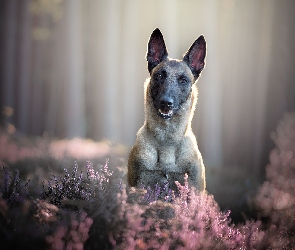 Wrzosy, Owczarek belgijski Malinois, Pies, Mordka