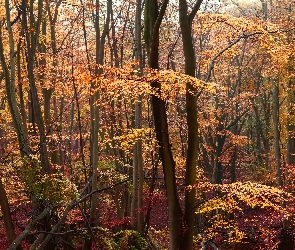 Jesień, Drzewa, Las liściasty