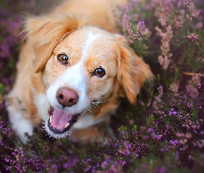 Pies, Wrzosy, Kooikerhondje, Mordka, Płochacz holenderski