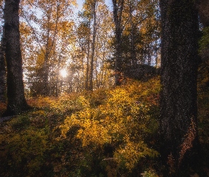 Drzewa, Promienie słońca, Jesień, Rośliny, Las