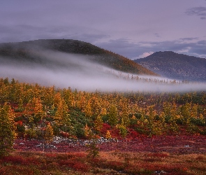 Mgła, Drzewa, Góry, Rosja, Kołyma, Jesień, Obwód magadański, Wzgórza
