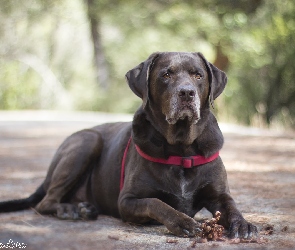 Labrador retriever, Szyszka, Pies