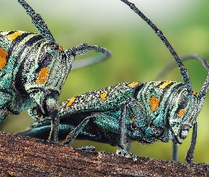 Owady, Zographus regalis centralis, Chrząszcze, Kolorowe