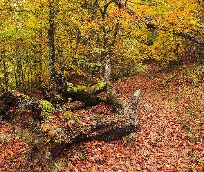 Las, Liście, Roślinność, Jesień, Drzewa