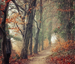 Las, Ścieżka, Krzewy, Drzewa, Jesień