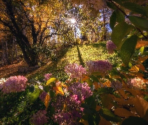 Hortensje, Promienie słońca, Jesień, Drzewa, Kwiaty