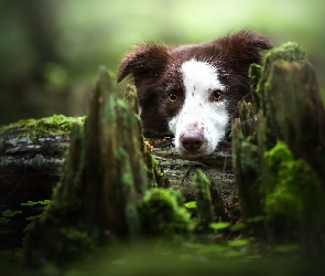 Border collie, Mech, Spróchniały, Pień, Biało-brązowy