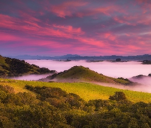 Wschód słońca, Drzewa, Wzgórza, Stany Zjednoczone, Obszar Bay Area, Petaluma Hills, Stan Kalifornia, Mgła