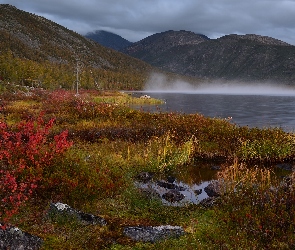 Góry Kołymskie, Magadan, Mgła, Rosja, Kołyma, Drzewa, Jezioro Sosedneye, Krzewy, Rośliny