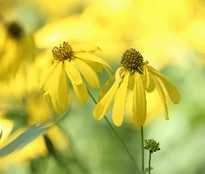 Kwiaty, Żółte, Rudbekia naga, Dwa