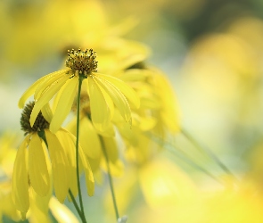 Rudbekia naga, Kwiatki, Żółte