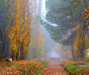 Jesień, Mgła, Drzewa,  Droga, Topole, Poranek