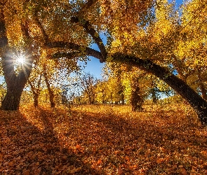Drzewa, Liście, Jesień, Drzewo, Promienie słońca, Pochylone