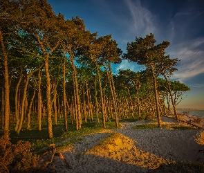 Las, Sosny, Morze, Plaża