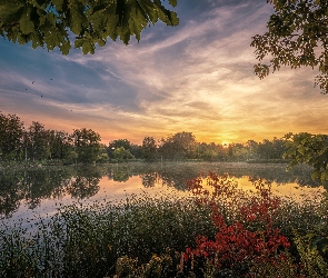 Jezioro, Gałęzie, Drzewa, Mgła, Odbicie, Wschód słońca, Chmury, Krzewy