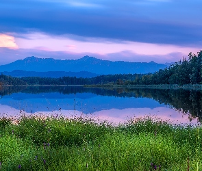 Jezioro, Drzewa, Szuwary, Trawa, Góry