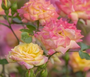 Róże, Różowo-żółte