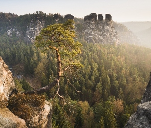 Park Narodowy Saskiej Szwajcarii, Skały Bastei, Niemcy, Lasy, Sosna, Góry Połabskie