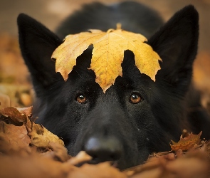 Pies, Liść, Czarny owczarek niemiecki