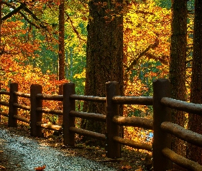 Jesień, Ogrodzenie, Ścieżka, Las