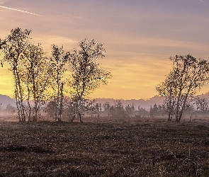 Mgła, Świt, Brzozy, Wschód słońca, Poranek, Drzewa, Pole