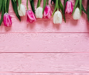 Białe, Deski, Tulipany, Różowe, Różowo-białe