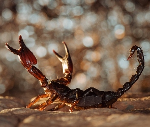 Skorpion, Obronna, Pozycja