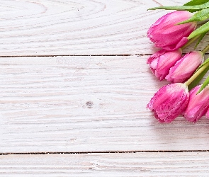 Różowe, Deski, Białe, Tulipany