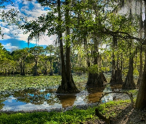 Las, Stany Zjednoczone, Stan Teksas, Drzewa, Jezioro Caddo Lake