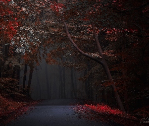 Drzewa, Ciemny, Jesień, Mgła, Droga, Las