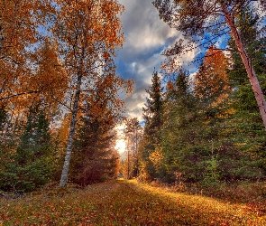 Las, Jesień, Polana, Niebo, Drzewa