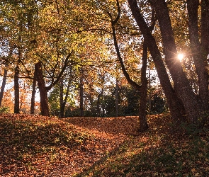 Drzewa, Jesień, Promienie słońca, Liście, Park