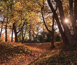 Park, Jesień, Liście, Promienie słońca, Drzewa
