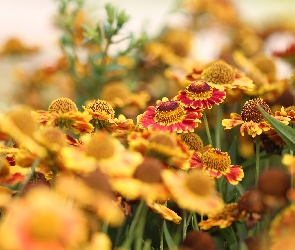 Dzielżany ogrodowe, Kwiaty, Pomarańczowo-żółte