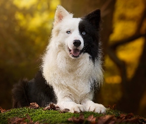 Rozmyte, Liście, Border collie, Tło, Mech, Pies, Mordka