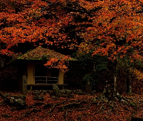 Drzewa, Altana, Jesień, Liście, Miejscowość Nara, Czerwonawe, Japonia, Park w Nara