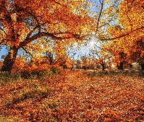 Jesień, Promienie słońca, Liście, Drzewa
