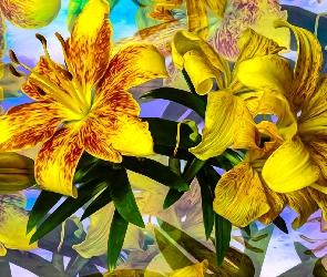 Żółte, Grafika, Lilie, Kwiaty
