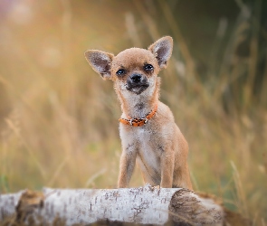 Obroża, Pomarańczowa, Chihuahua, Piesek