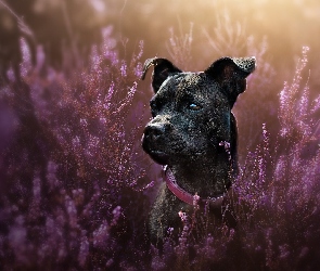Wrzosy, Mordka, Pies, Staffordshire Bull Terrier